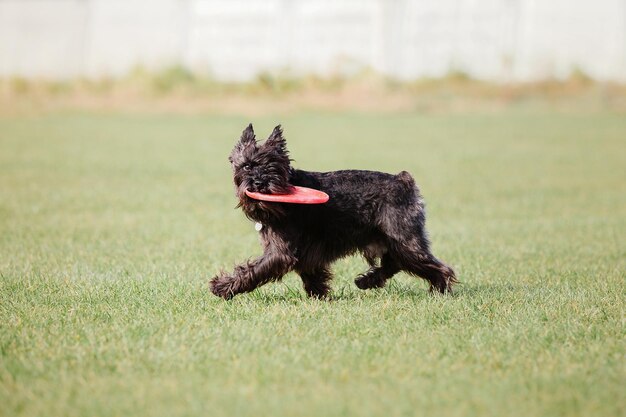 Cane frisbee Cane che cattura il disco volante nel salto dell'animale domestico che gioca all'aperto in un parco Evento sportivo achie