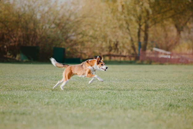 Cane frisbee Cane che cattura il disco volante nel salto dell'animale domestico che gioca all'aperto in un parco Evento sportivo achie