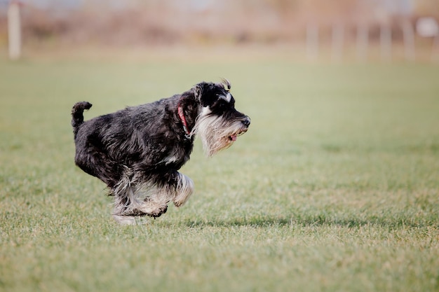 Cane frisbee Cane che cattura il disco volante nel salto dell'animale domestico che gioca all'aperto in un parco Evento sportivo achie