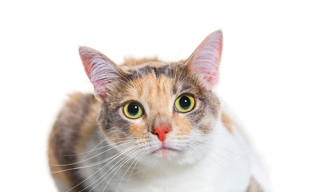 Cane gatto di razza mista isolato su bianco