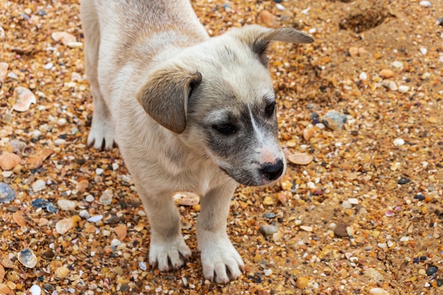 Cane giallo sulla spiaggia