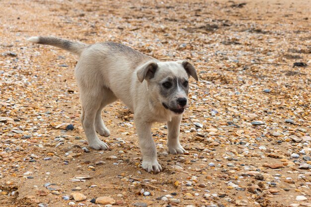 Cane giallo sulla spiaggia