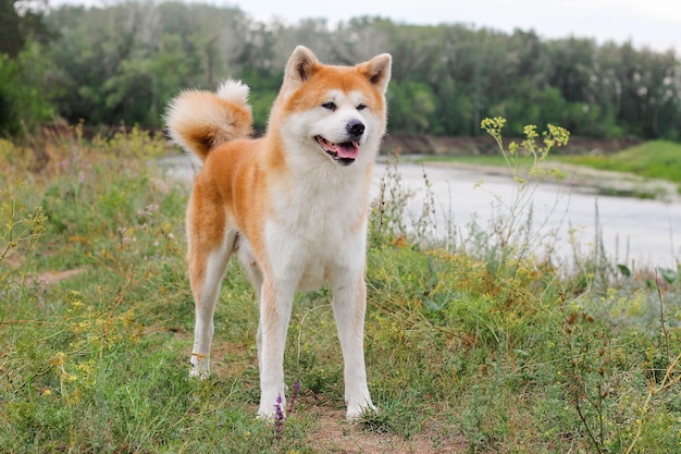 Cane giapponese di razza maschio Akita inu