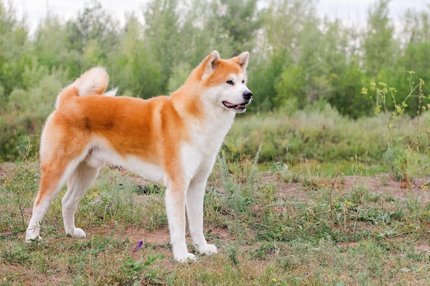 Cane giapponese di razza maschio Akita inu