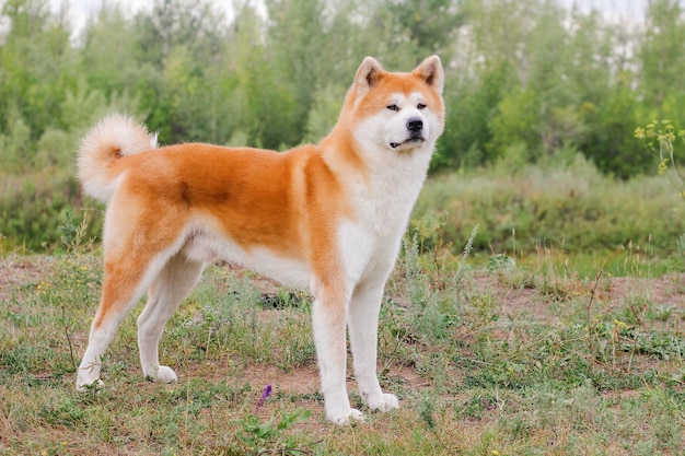 Cane giapponese di razza maschio Akita inu