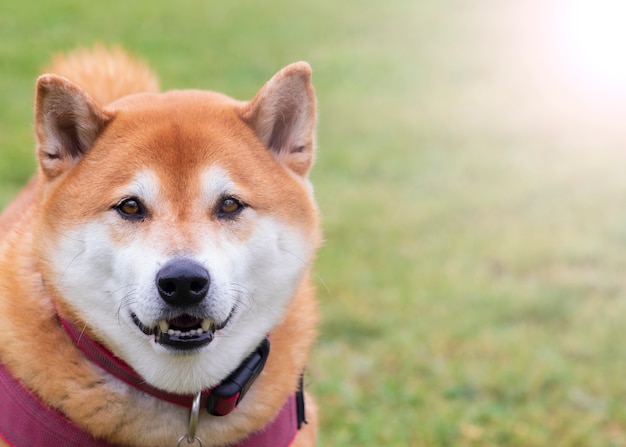 Cane giapponese di Shiba Inu felice nel primo piano del parco