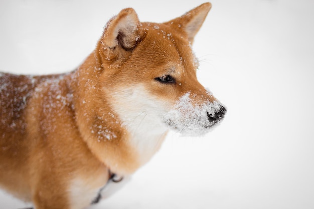 Cane giapponese Shiba Inu coperto di neve in inverno Bellissimo cane rosso Nevicate