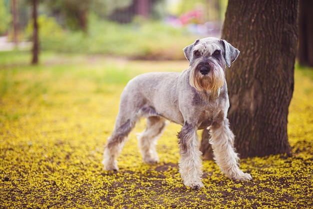 Cane gigante felice, sveglio, divertente Schnauzer, animale domestico che cammina in un parco di estate