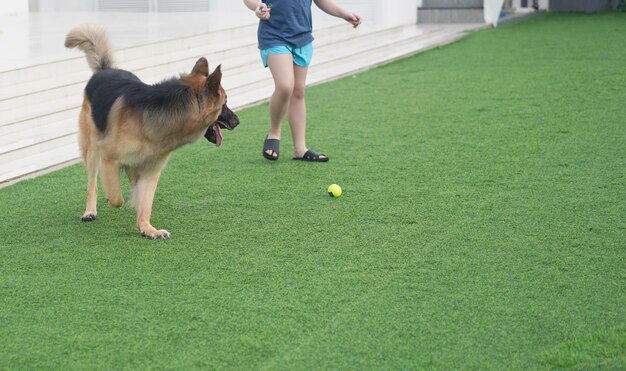 Cane gioca a palla nel cortile sul retro con il bambino