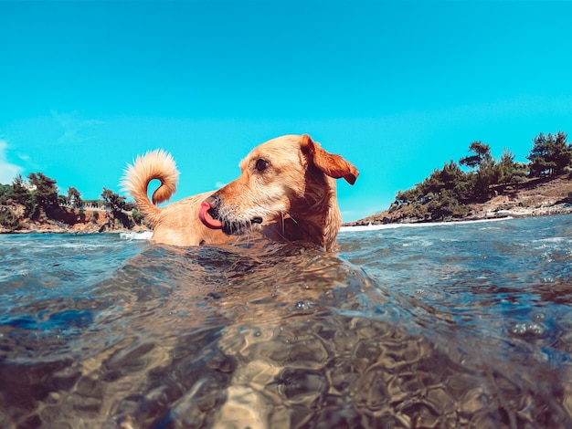 Cane godendo sulla spiaggia mentre nuota nel mare e leccandosi il naso