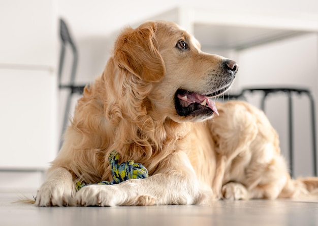 Cane golden retriever a casa