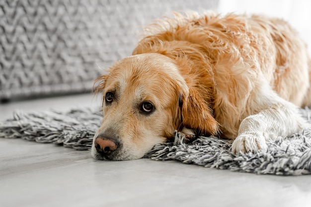 Cane golden retriever a casa