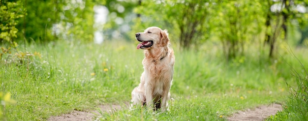 Cane golden retriever all'aperto in estate