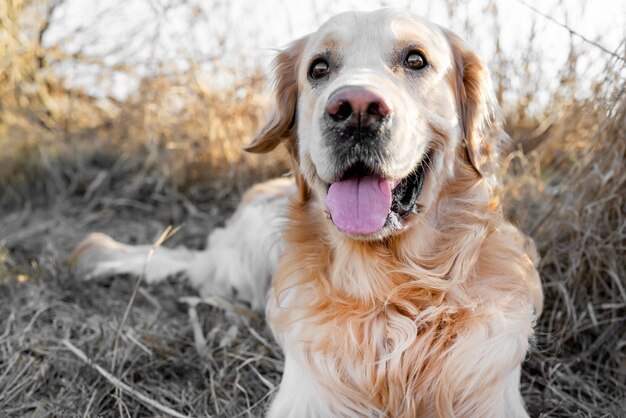 Cane golden retriever all'aperto