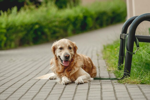 Cane golden retriever all'aperto