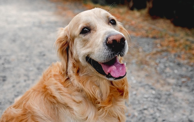 Cane golden retriever all'aperto