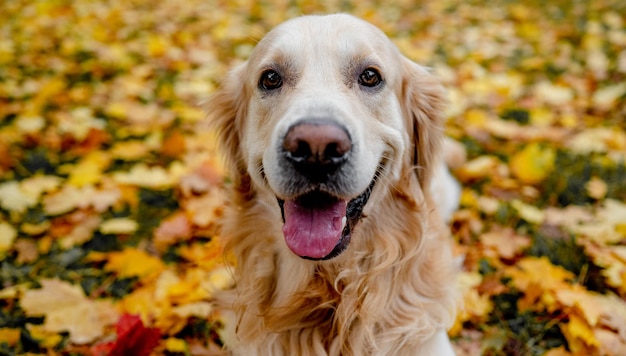 Cane golden retriever all'aperto