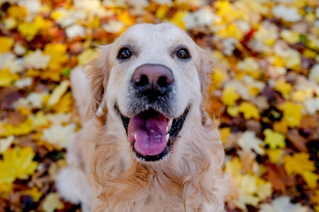 Cane golden retriever all'aperto