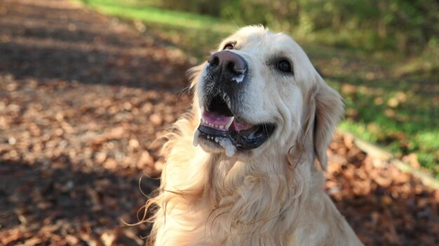 Cane golden retriever all'aperto