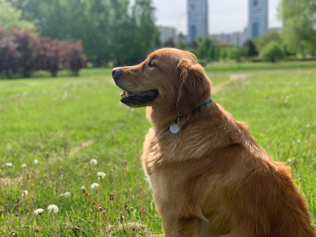 Cane Golden Retriever americano dai capelli rossi che cammina nel parco