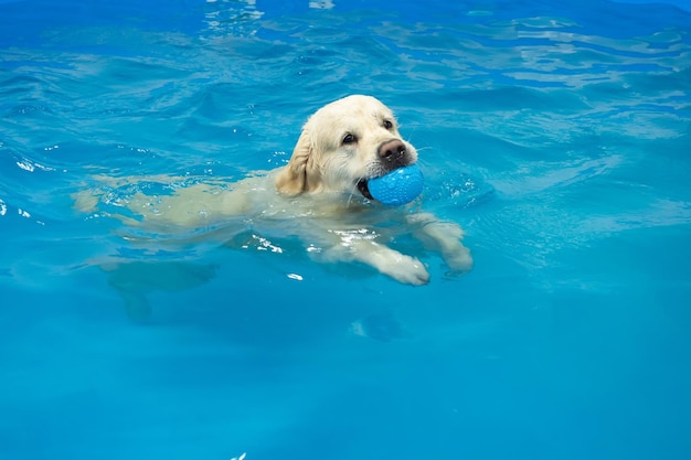 cane golden retriever che gioca con la palla in piscina Riabilitazione dell'animale domestico in acqua