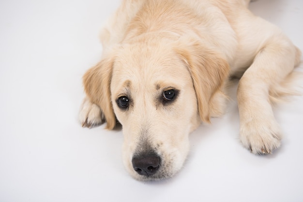 Cane golden retriever isolato