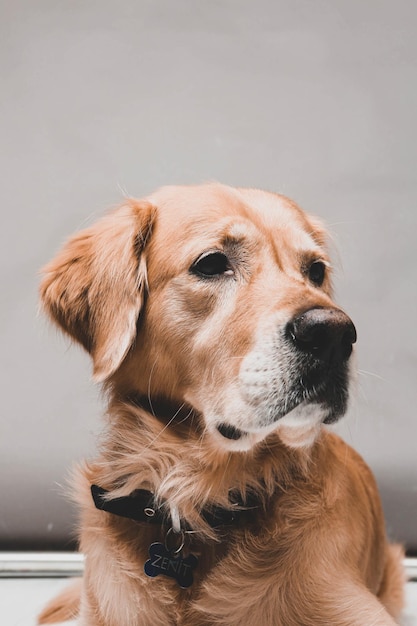 Cane golden retriever molto carino e dolce