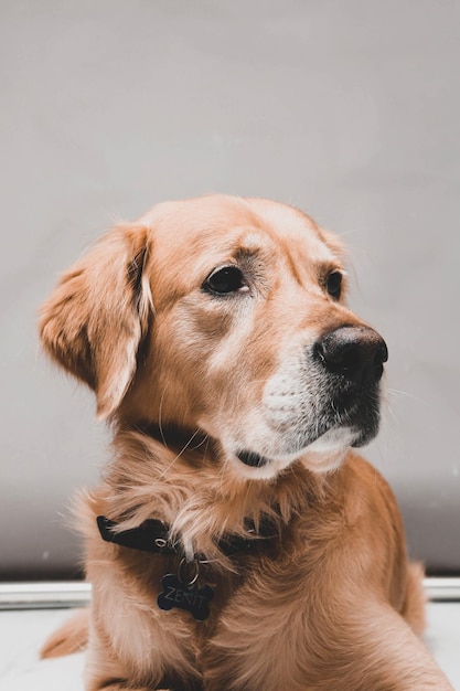 Cane golden retriever molto carino e dolce