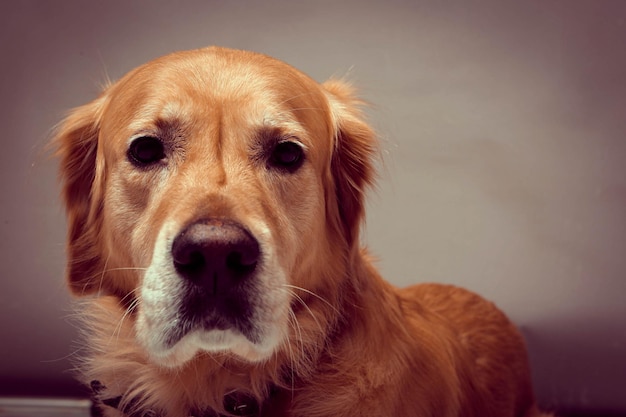 Cane golden retriever molto carino e dolce