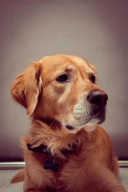 Cane golden retriever molto carino e dolce