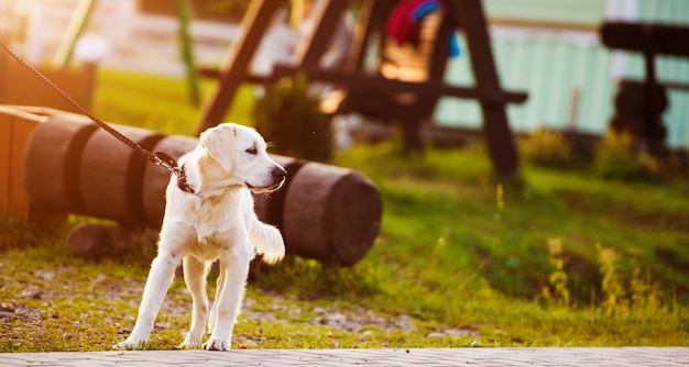 Cane golden retriever nel parco. Migliore amico. Estate.