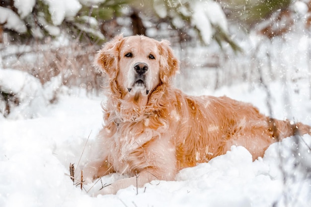 Cane Golden Retriever sdraiato nella neve in inverno e guardando la fotocamera Simpatico animale domestico di razza pura che cammina nella foresta quando fa freddo