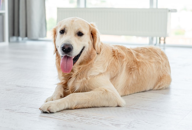 Cane golden retriever sdraiato sul pavimento leggero al chiuso