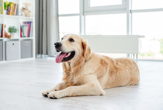 Cane golden retriever sdraiato sul pavimento leggero al chiuso