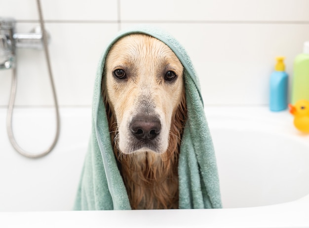 Cane golden retriever sotto il tovagliolo che si siede nella vasca da bagno dopo la doccia