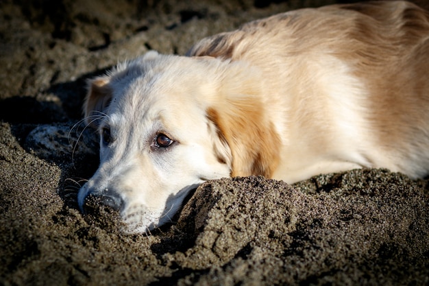 Cane Golden Retriever