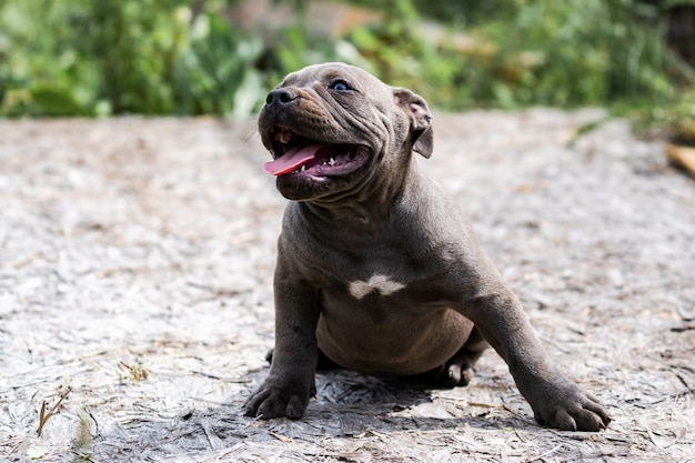 Cane Grey American Pit Bull Terrier, ritratto sulla natura.