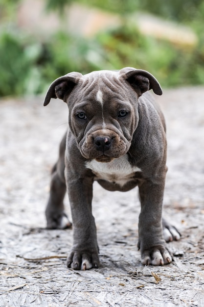 Cane Grey American Pit Bull Terrier, ritratto sulla natura.