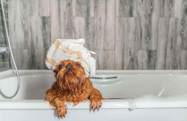 Cane grifone di Bruxelles dopo il bagno con un asciugamano avvolto intorno alla testa