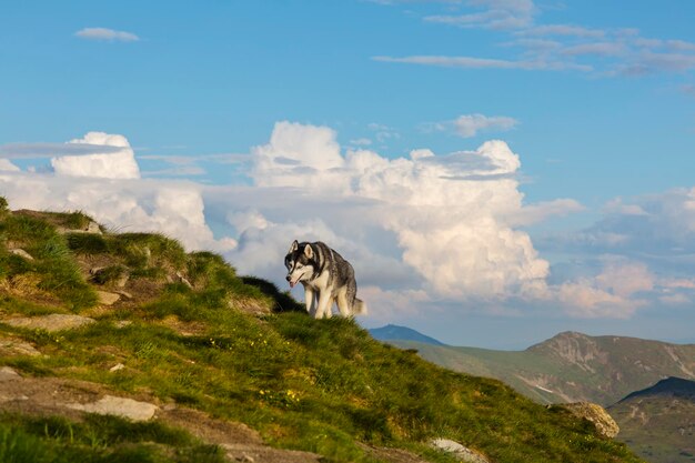 Cane grigio del husky siberiano che fa un'escursione nelle montagne verdi il Chornohora le montagne dei Carpazi