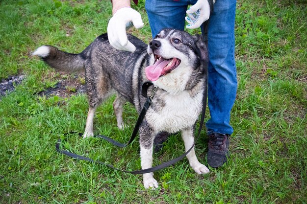 Cane grigio felice con la bocca aperta vicino alle gambe umane sullo sfondo dell'erba verde