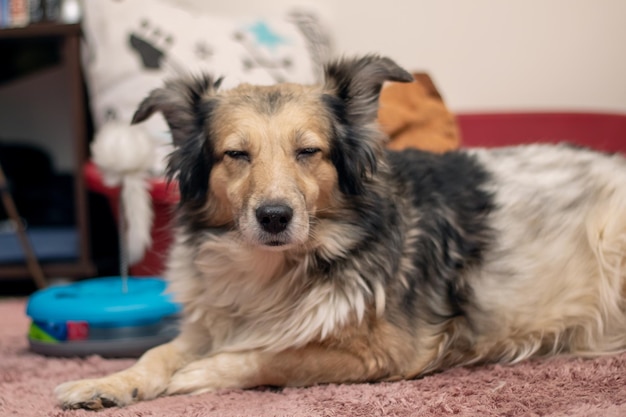 Cane grigio peloso a casa ritratto da vicino