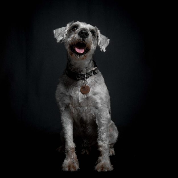 cane grigio su sfondo nero