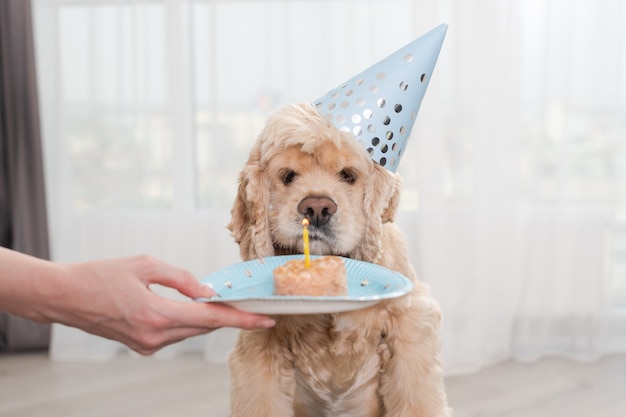 Cane guarda la candela sul regalo di compleanno