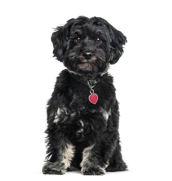 Cane Havanese seduto, tagliato