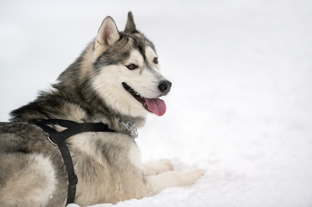 Cane husky all'aperto in inverno