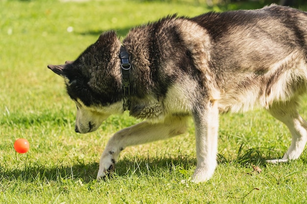 Cane Husky che gioca con una palla sull'erba in estate foto del primo piano Foto di alta qualità