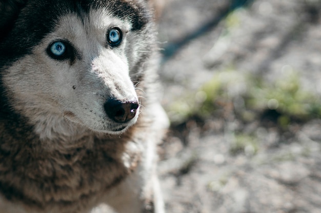 Cane husky che guarda lontano con un sorprendente occhio azzurro