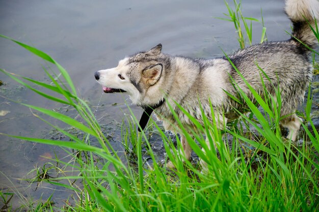 Cane husky che nuota nel lago.