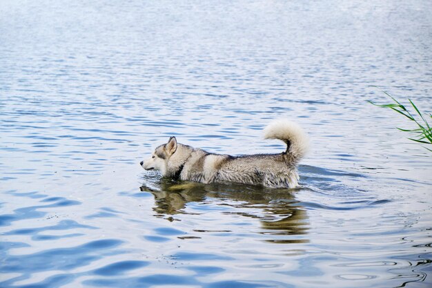 Cane husky che nuota nel lago.